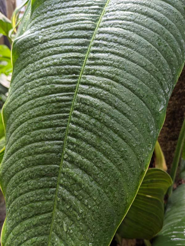 Philodendron Scherberichii Ecuador Plant - Image 3