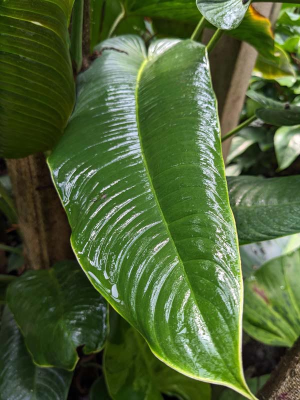 Philodendron Scherberichii Ecuador Plant - Image 5