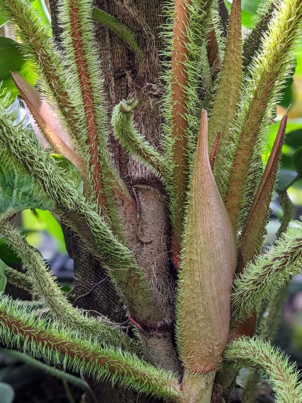 Lg. Philodendron Serpens Plant (Fuzzzy Bear) - Image 6