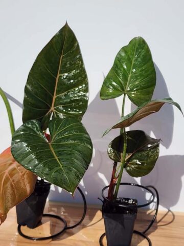 STUNNING, Philodendron Hybrid Gloriosum x McColleys (summer glory) - Image 4