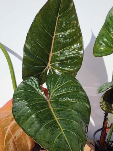 STUNNING, Philodendron Hybrid Gloriosum x McColleys (summer glory) - Image 5
