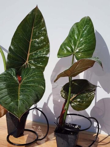 STUNNING, Philodendron Hybrid Gloriosum x McColleys (summer glory) - Image 6