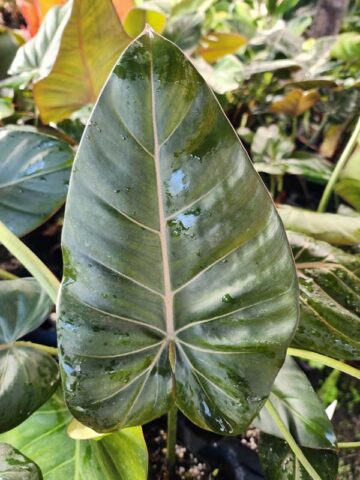 STUNNING, Philodendron Hybrid Gloriosum x McColleys (summer glory)