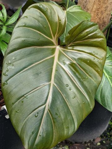 STUNNING, Philodendron Hybrid Gloriosum x McColleys (summer glory) - Image 2