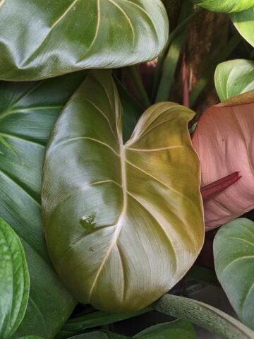 STUNNING, Philodendron Hybrid Gloriosum x McColleys (summer glory) - Image 3