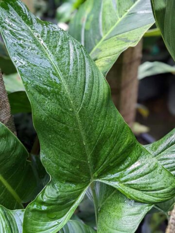 Alternative view of Philodendron Sharoniae Goat Plant
