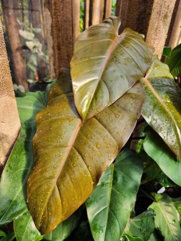 Lg. Philodendron Sanguineo Bronze Plant