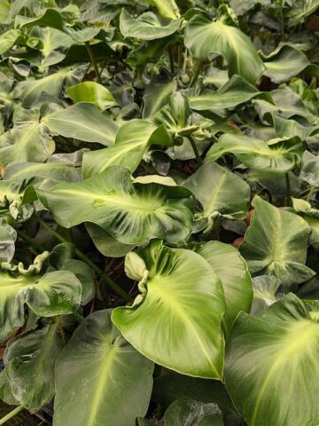 Alternative view of Lg. Philodendron Rugosum Sow's Ear Plant