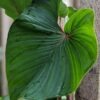 Lg. Philodendron Squamicaule Plant