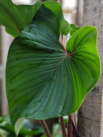 Lg. Philodendron Squamicaule Plant