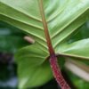 Philodendron Squamiferum Red Bristle Plant