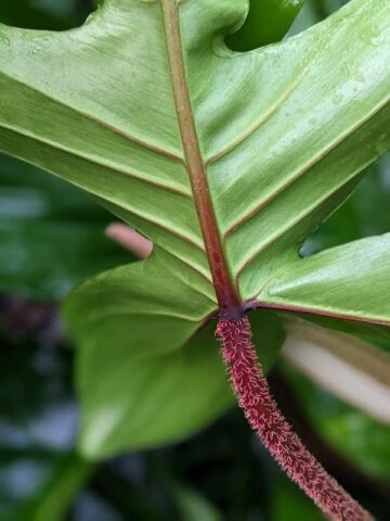 Philodendron Squamiferum Red Bristle Plant