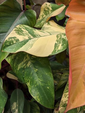 Alternative view of Lg. Philodendron Strawberry Shake Plant