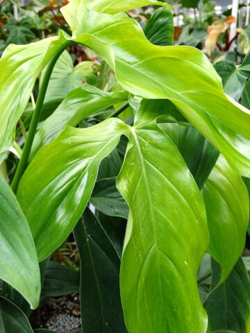 Massive Philodendron Tripartitum Plant