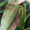 Philodendron Tuxtlanum Red Queen Plant