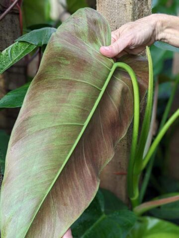 Philodendron Tuxtlanum Red Queen Plant