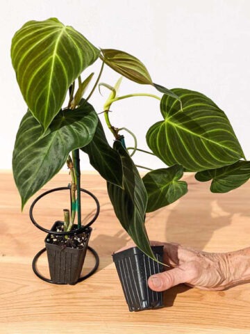 Philodendron Verrucosum x Melanochrysum Plant - Image 9