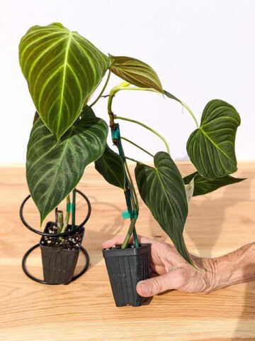 Philodendron Verrucosum x Melanochrysum Plant - Image 6