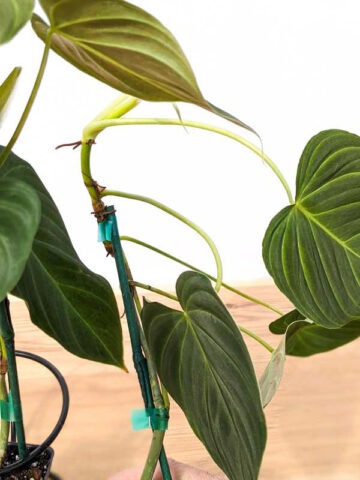 Philodendron Verrucosum x Melanochrysum Plant - Image 7