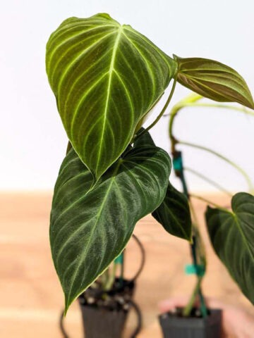 Philodendron Verrucosum x Melanochrysum Plant - Image 8