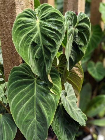 Philodendron Verrucosum x Melanochrysum Plant - Image 3