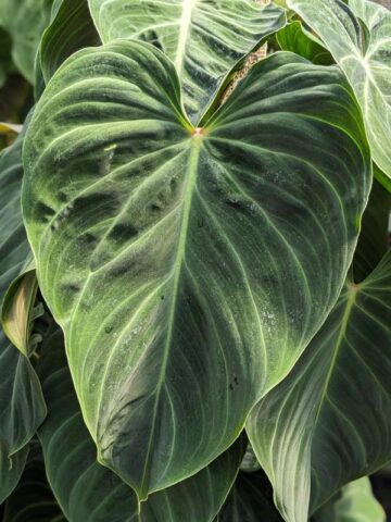 Philodendron Verrucosum x Melanochrysum Plant - Image 4