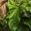 Philodendron Ventricosa Plant