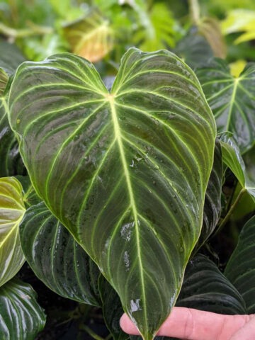 Philodendron Verrucosum Plant
