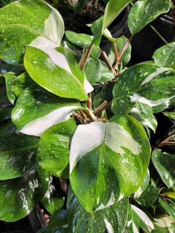 Alternative view of Philodendron White Knight Plant