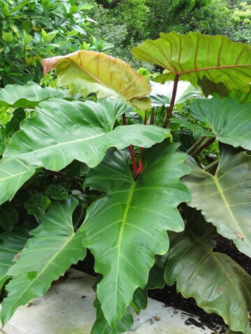 Lg. Philodendron Weeks Red Hue Plant