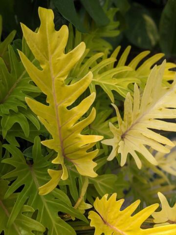 Alternative view of Lg. Philodendron Xanadu Gold Plant