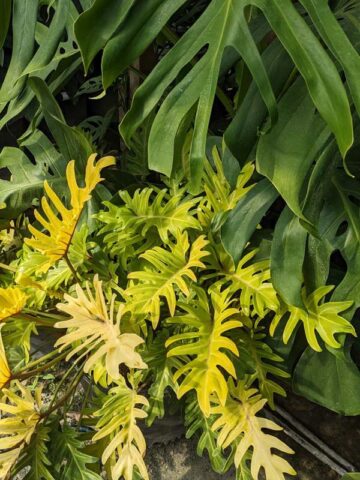 Lg. Philodendron Xanadu Gold Plant