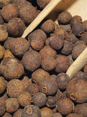 Alternative view of Lg. True Allspice Tree (pimenta dioica)