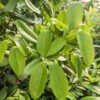 Lg. Bay Rum Spice Tree (pimenta racemosa)