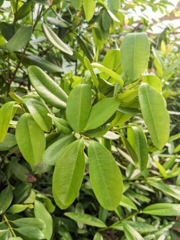 Lg. Bay Rum Spice Tree (pimenta racemosa)