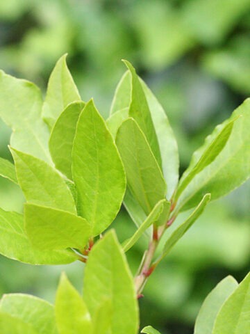 Lg. Lemon Bay Rum Spice Tree (pimenta racemosa)