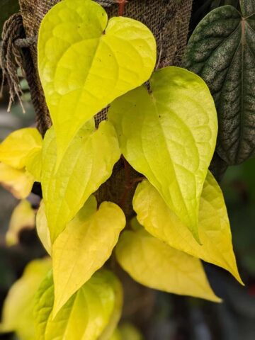 Alternative view of Golden Piper Plant