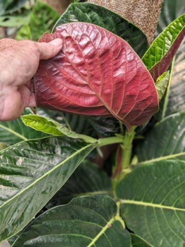Lg. Beautiful Piper Magnificum Plant - Image 3