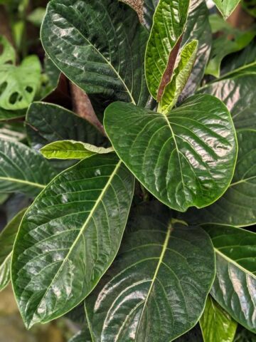 Lg. Beautiful Piper Magnificum Plant - Image 4