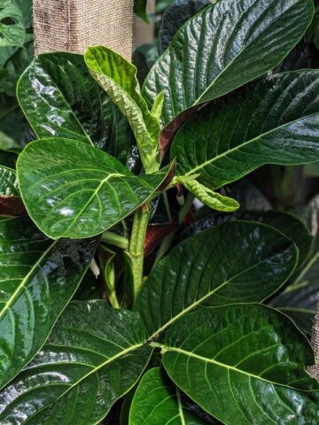 Alternative view of Lg. Beautiful Piper Magnificum Plant