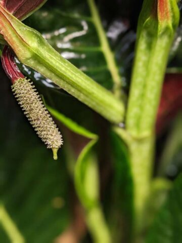 Lg. Beautiful Piper Magnificum Plant - Image 7