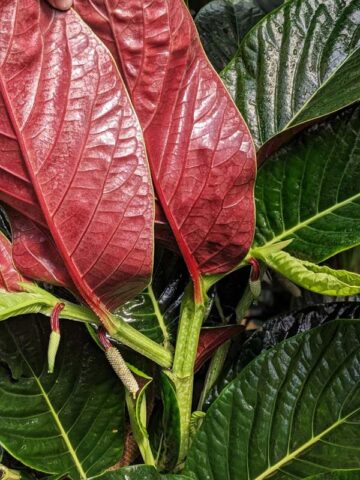 Lg. Beautiful Piper Magnificum Plant - Image 5