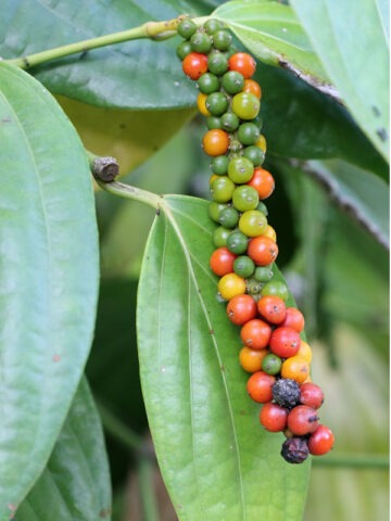 Real Black Pepper Plant