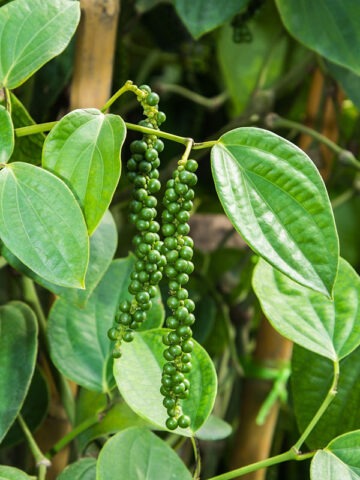 Alternative view of Real Black Pepper Plant
