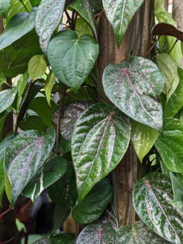 Alternative view of Ornatum Piper Plant