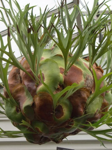 Alternative view of Florida Staghorn Fern Plant