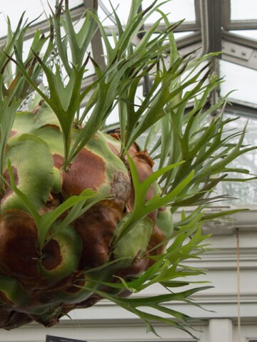 Florida Staghorn Fern Plant
