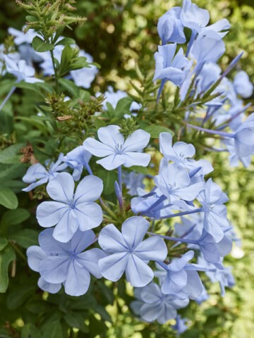 California Blues Plumbago Plant (plumbago auriculata)