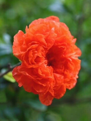 Lg. Rose Beauty Pomegranate Tree (punica granatum)