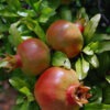 Lg. Sweet Salavatski High Yield Pomegranate Tree (punica granatum)